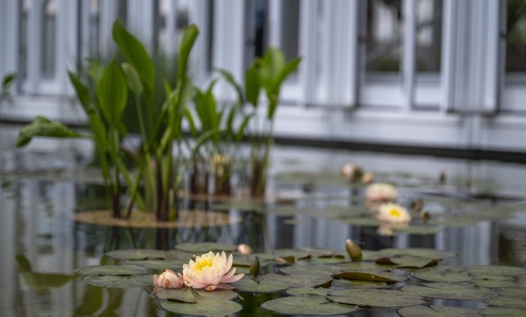 A variety of water plants growing in a water feature next to a plant conservatory.