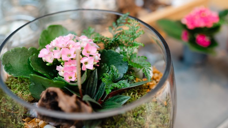 Terrarium filled with various small plants