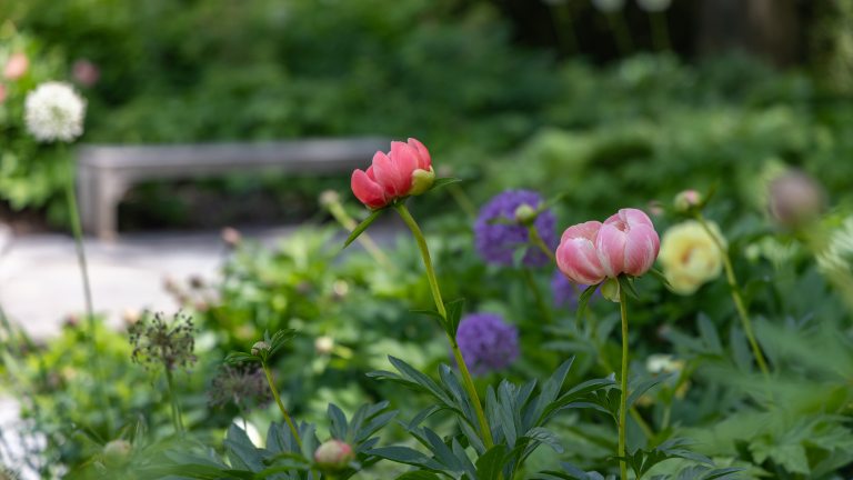 Closeup of pink, purple, yellow, and white blossoms on long stems in an outdoor garden, with a garden bench in the background.