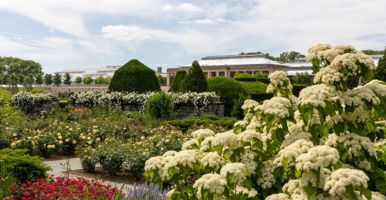 A wide angle image of a rose garden with conservatory in the background, set against a blue sky. 