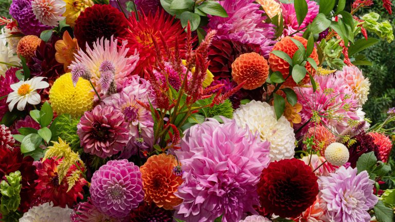 Colorful closeup of variety of dahlias in full bloom.