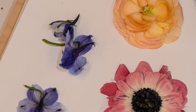 Pressed blue, yellow and pink flowers on paper