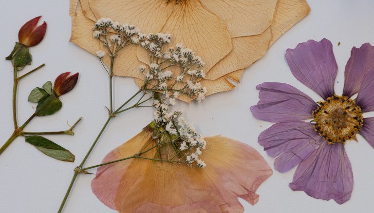 Pressed flowers of various types and colors