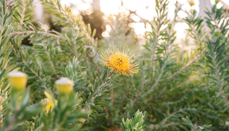 A bright indoor garden, with a yellow flower among green leafy foliage. 