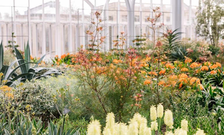 An indoor garden, inside a conservatory, featuring light and airy blooms. 