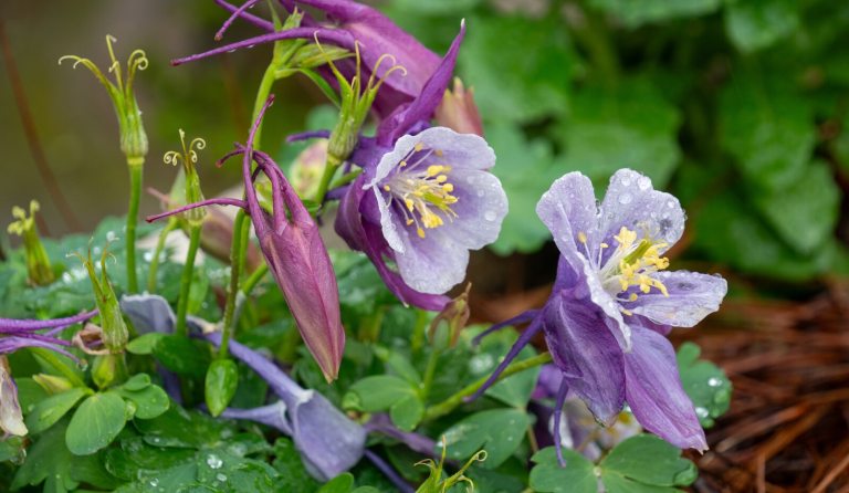 Purple columbine flowers growing outdoors. 