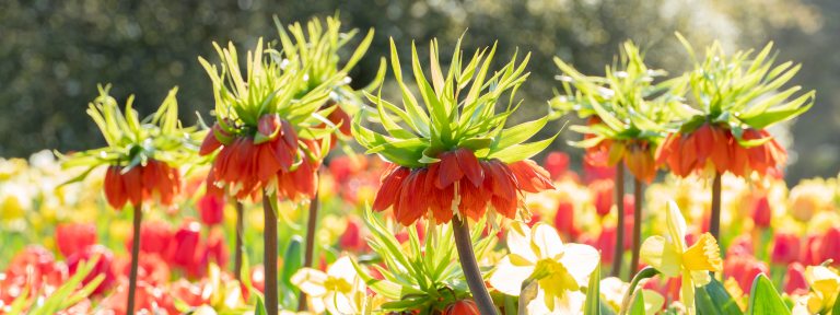Closeup of bright orange, yellow, and red outdoor blooms, with light green foliage and sunlight shining through.