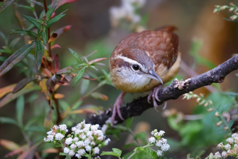 A brown and white bird on a branch with small white flowers.