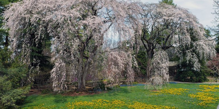 A flowering weeping cherry drapes over a lawn decorated with yellow and purple early spring bulbs.