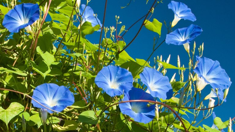 Blue morning glories in bloom