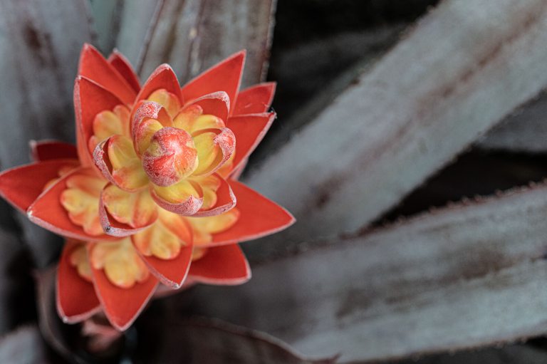 A tropical red and yellow flower growing in a large succulent.