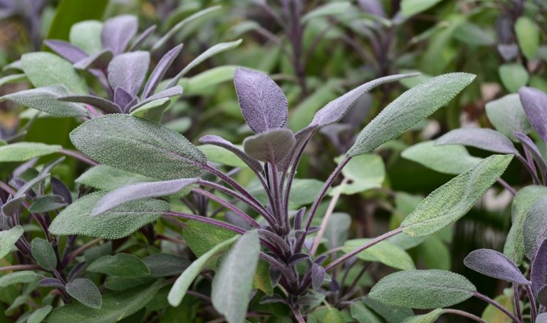 Green and purple salvia and sage growing outdoors in a garden.