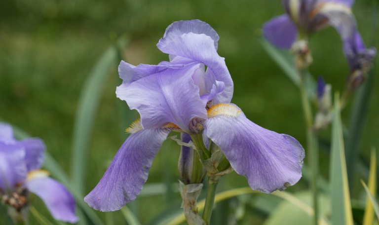 A purple iris blooming in a garden with green foliage surrounding it.