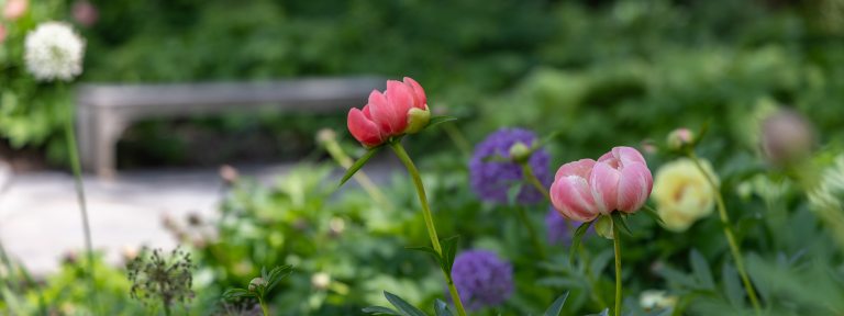 Closeup of pink, purple, yellow, and white blossoms on long stems in an outdoor garden, with a garden bench in the background.