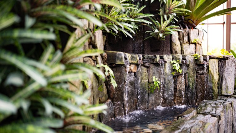 A garden inside a conservatory with a stone wall with water features and tropical plant foliage.