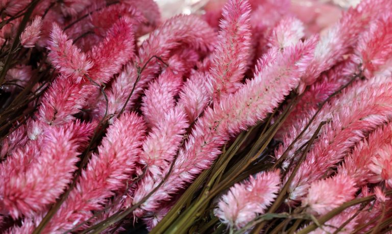 Dried pink floral material laying in bunches on a table.
