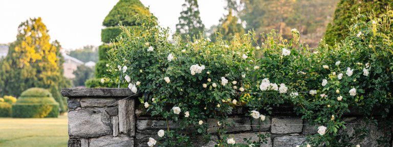 White roses bedeck a stone wall in the foreground, with topiary trees visible in the background.