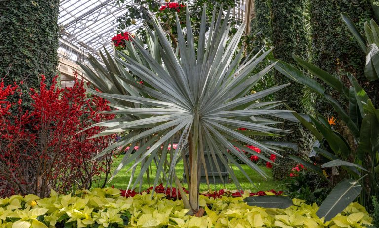 A fan palm surrounded by white and yellow poinsettia, and red berry shrubs in the background.