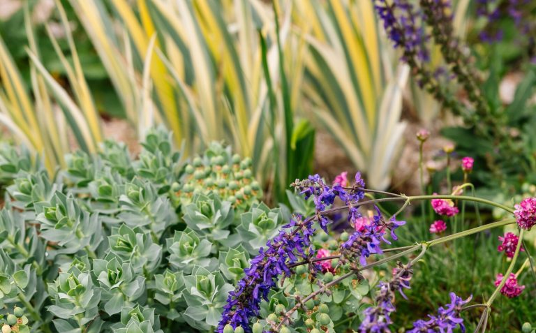 A spring plant palatte, feature purple and pink flowers, yellow and green leaves, and a succlulent type plants, all growing in an outdoor garden.