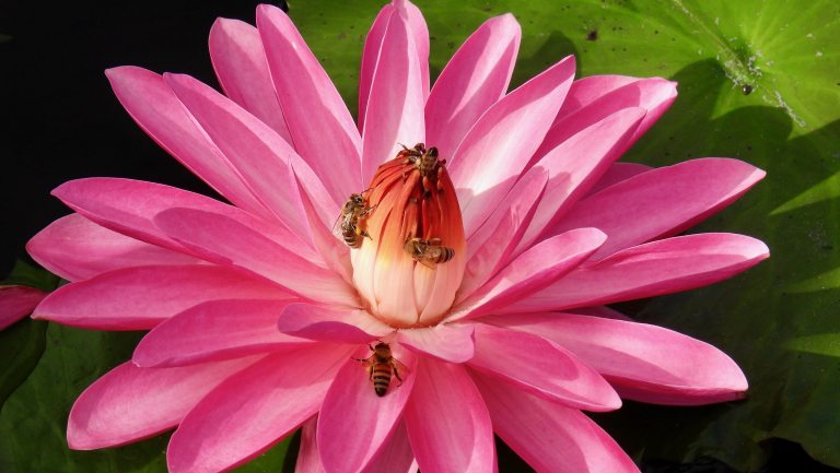 Honeybees gather on the center of a bright pink nymphaea bloom