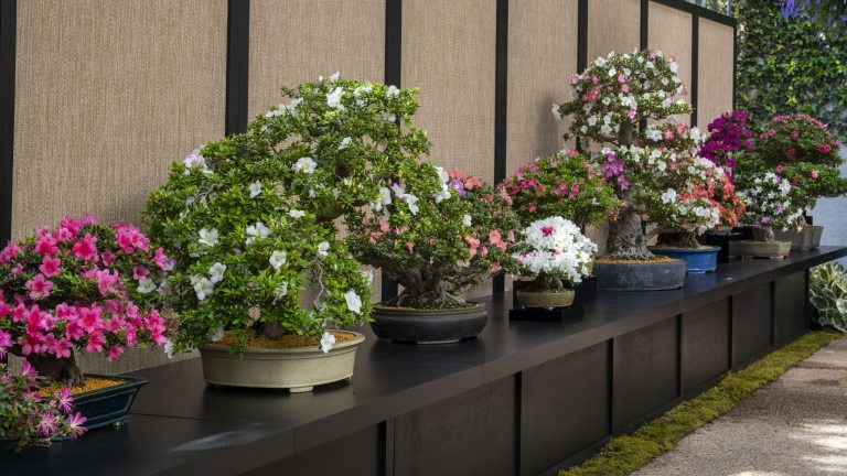 Satsuki Azalea Bonsai Display | Longwood Gardens