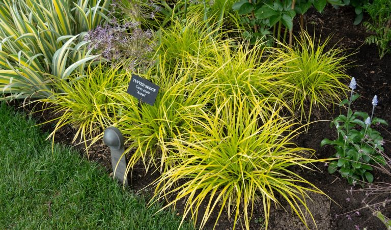 An up close photo of a type of sedge, featuring lime green grass like leaves.