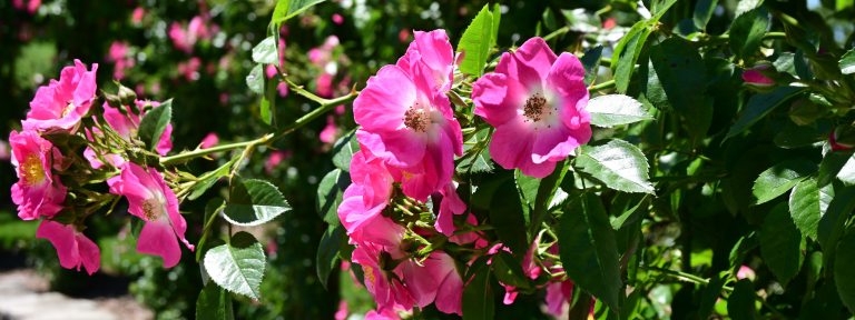 Closeup of small bright pink roses against dark green foliage.