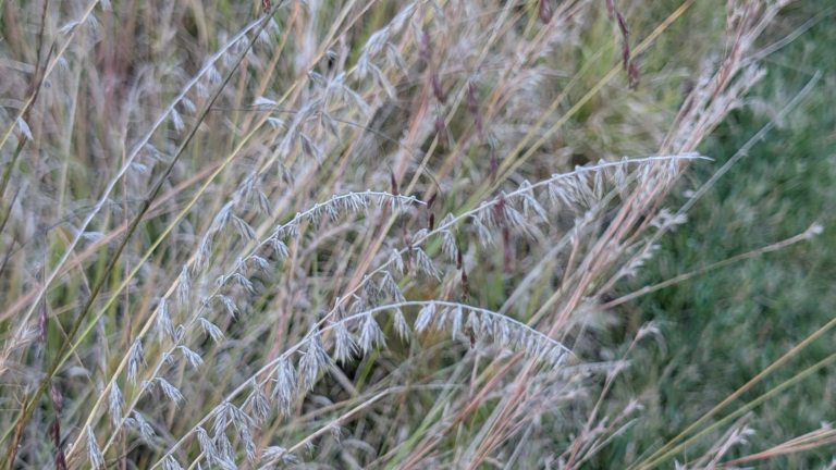 A close up image of a native grass plant.