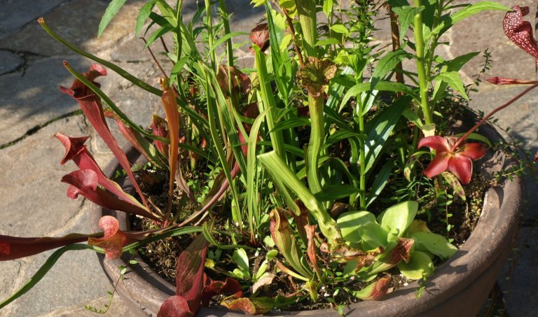 A container of carnivorous pitcher plants, resting on a stone walkway. 