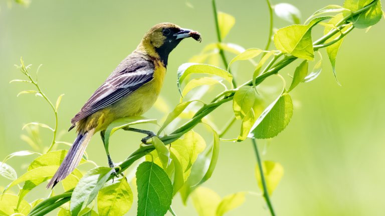 Male Orchard Oriole on perching on vine holding a bug in mouth