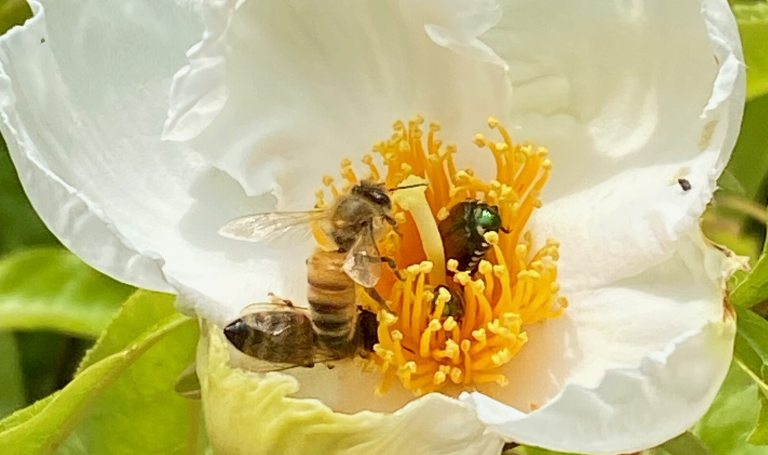 A honeybee and a small, shiny green beetle crawling together on the bright yellow stamens inside a large, delicate white flower.