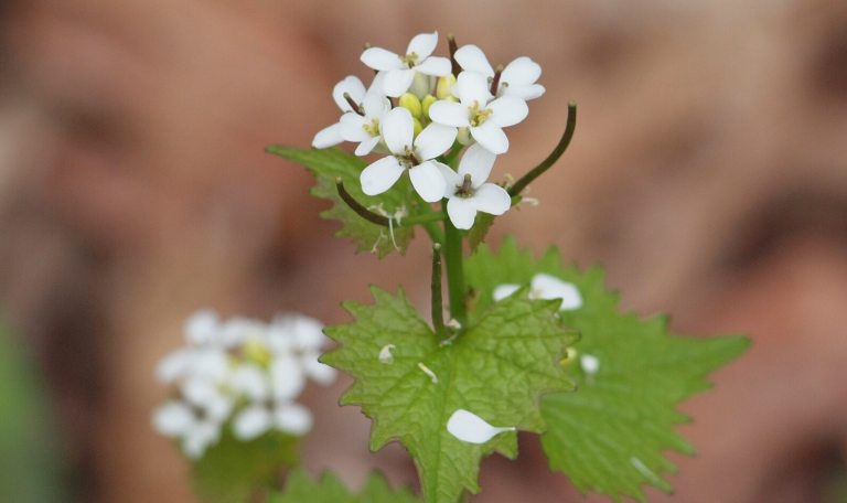 A close up image of garlic mustard, with green foliage and white blooming petals.