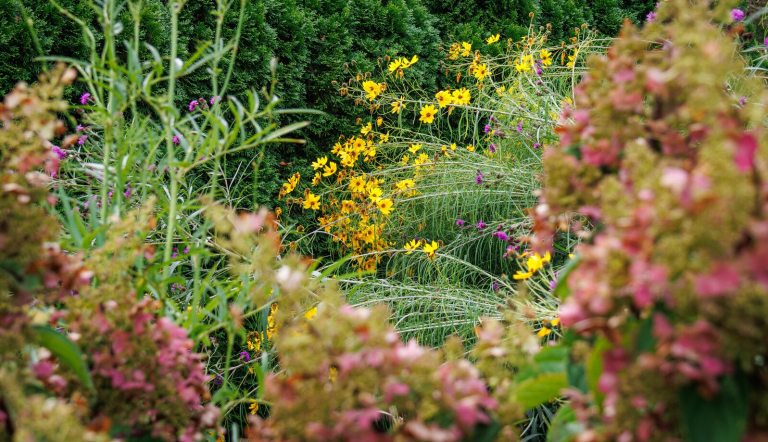 A vibrant garden scene featuring tall stalks of yellow flowers in the center, flanked by soft-focus, textured pink flowering shrubs in the foreground and a dense evergreen hedge in the background.