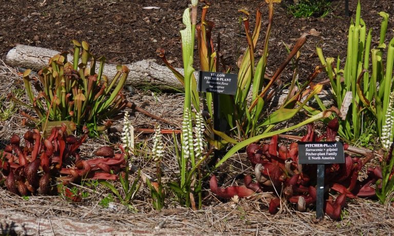 A collection of pitcher plants growing in a mulched garden bed, with visible identification signs for Sarracenia flava and Sarracenia x gilpinii.