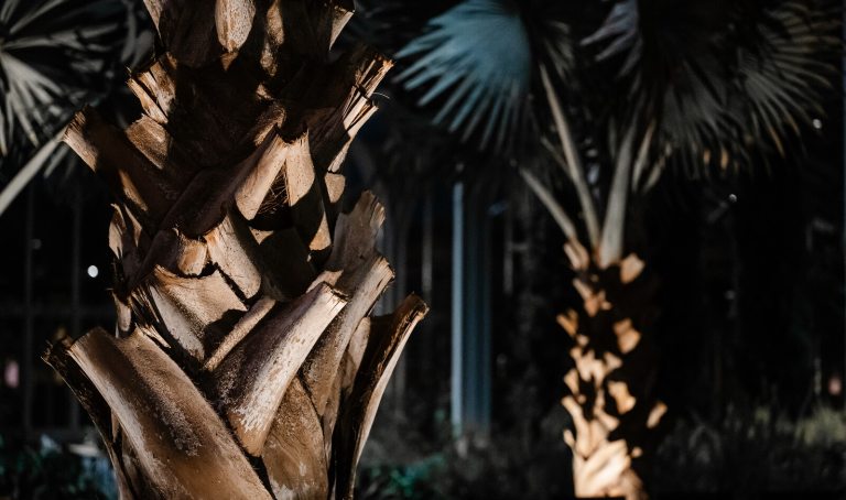 Two dramatically uplit palm trees at night in a conservatory. 