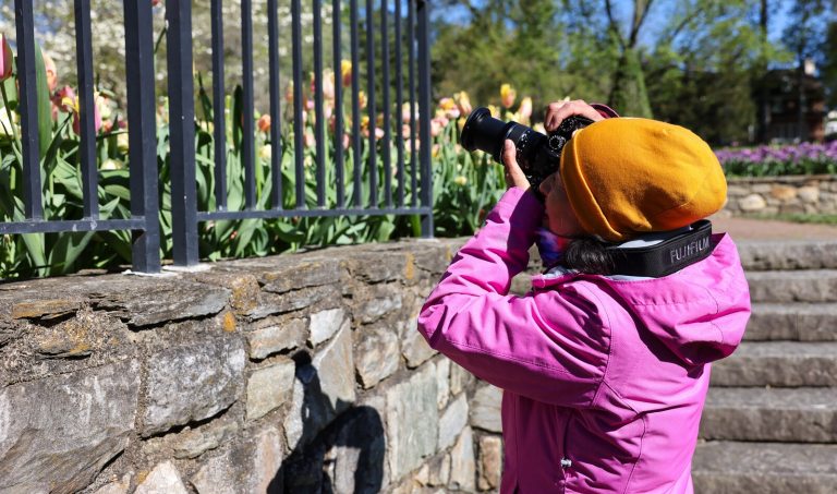 A person in a pink jacket and yellow hat, photographing flowers behind a black fence. 