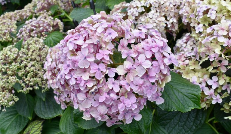 A large, dense cluster of delicate pink hydrangea blossoms surrounded by lush green foliage.
