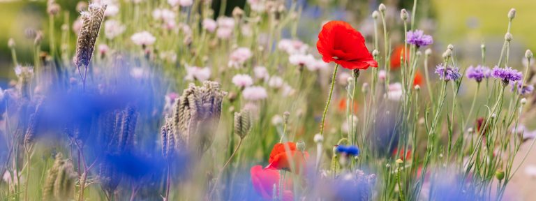 Closeup of flowers in palette of red, white, and blue.