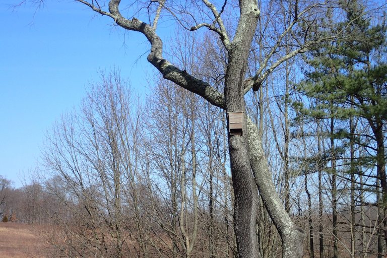 A tall tree in a winter landscape with a bat house nailed to the trunk.