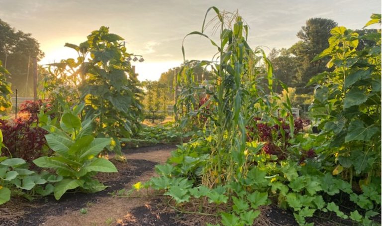A large vegetable garden with several plots of tall plants, photographed at sunset.
