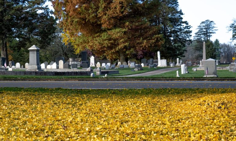 A wide angle shot of a cemetary in the background, with a yard of yellow ginko leaves in the foreground.