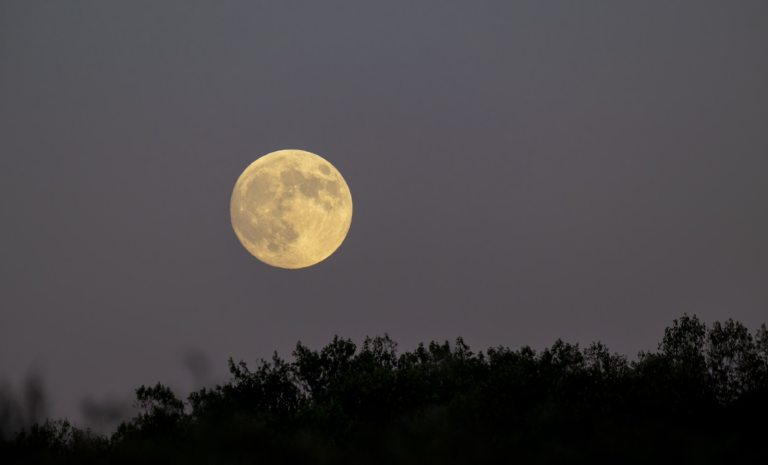 A night sky featuring a shiloutette of trees and a large full moon.