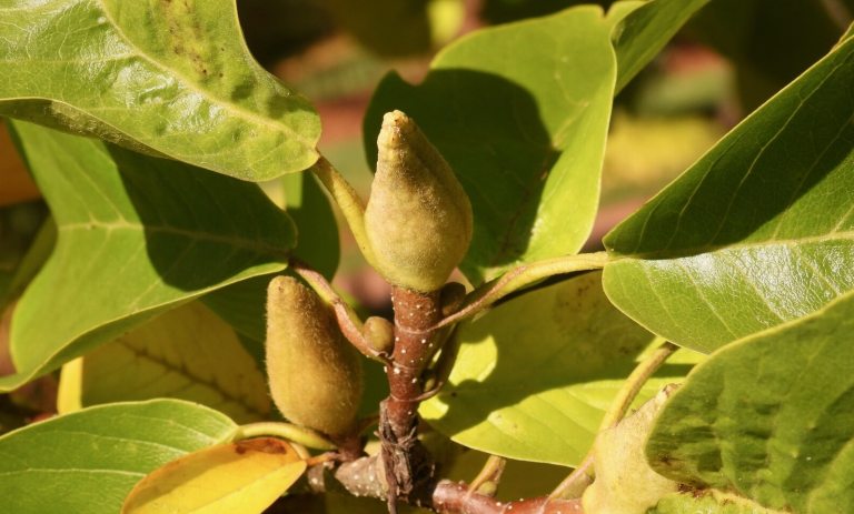 A close up of a magnolia leaves on a tree branch.
