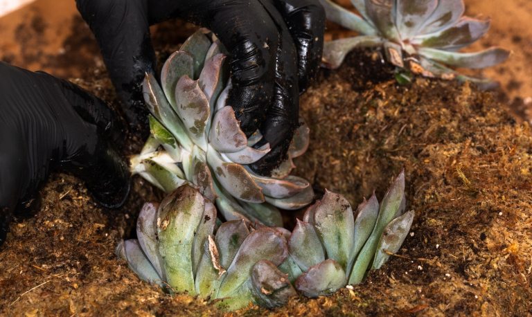 A person hands plantng three succulent plants into a container.