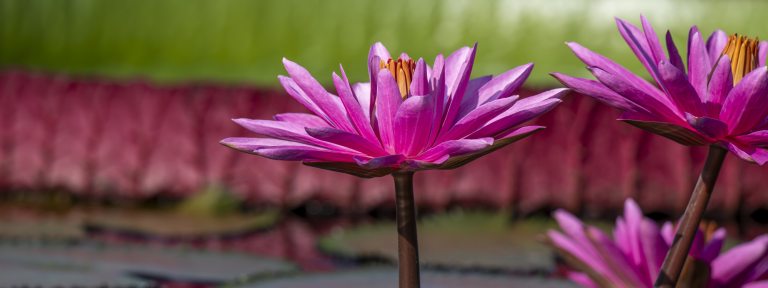 Closeup of pink waterlilies with water-platter in background.