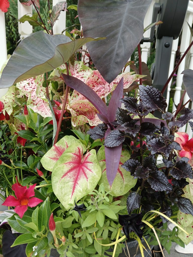 Plants in a Gothic-inspired container planting