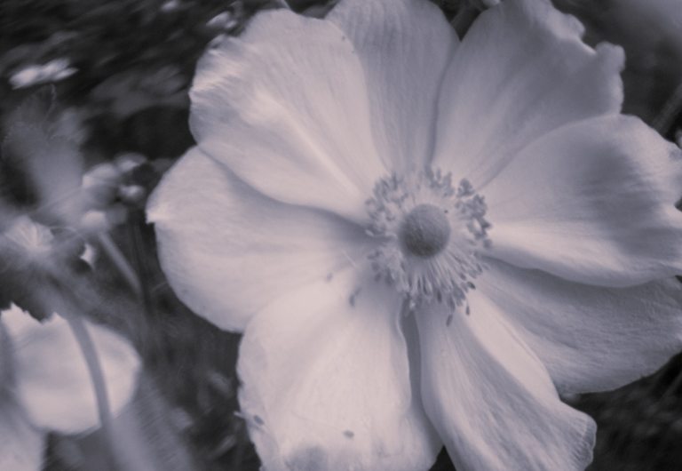 Photo of a flower in black and white, slightly distorted.