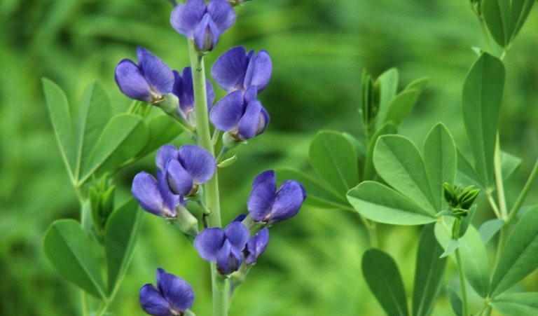 A stem of blue false indigo growing outdoors.