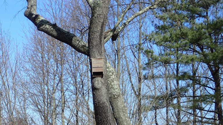 A tall tree in a winter landscape with a bat house nailed to the trunk.