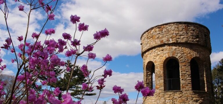 The top of a stone tower, with blooming purple rhododendrons next to it, set against a bright blue sky.